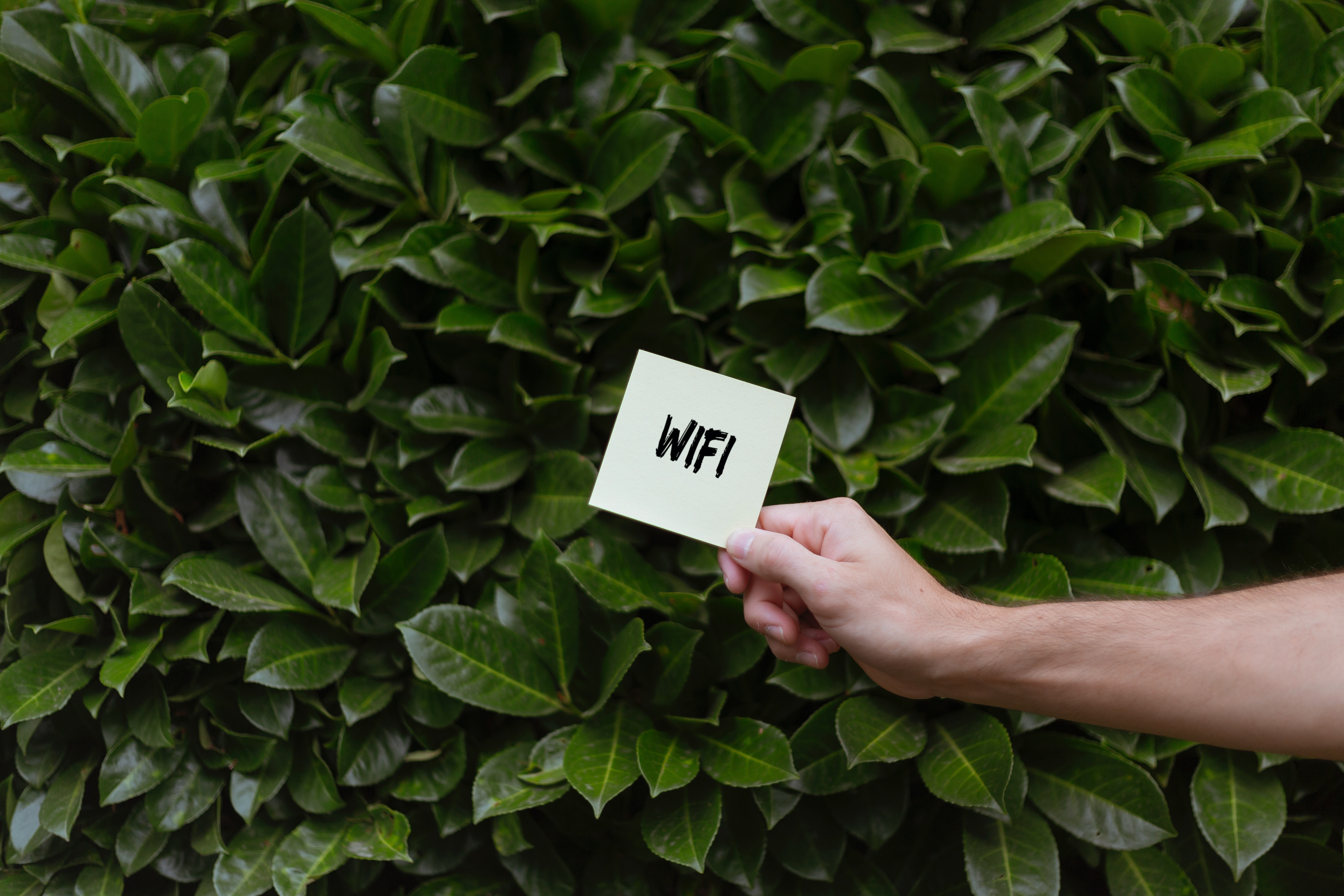 ingyenes wifi
